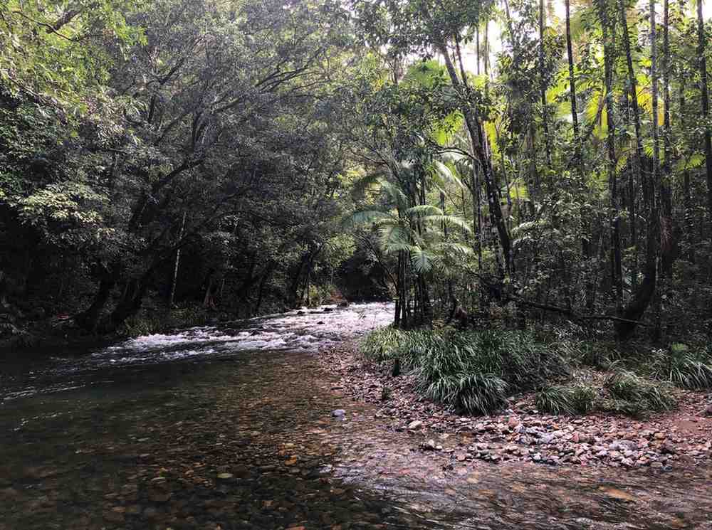 Daintree Rainforest